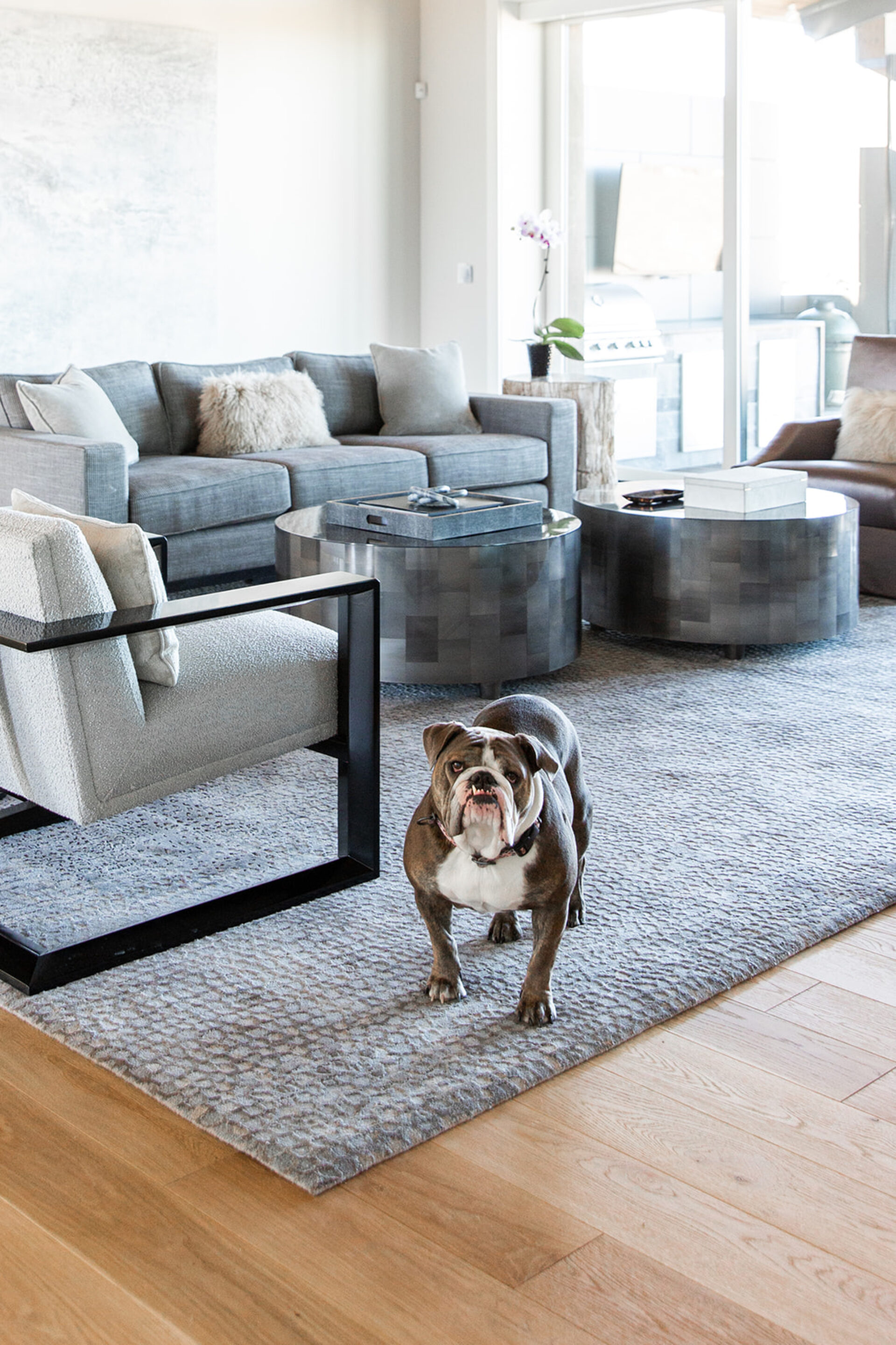 living room bull dog standing on area rug